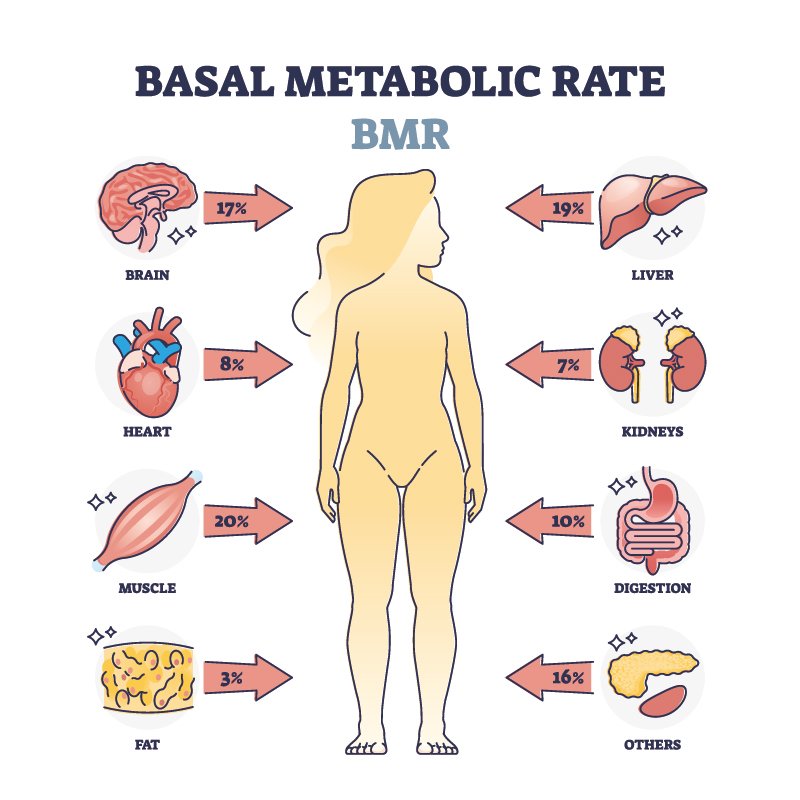 bmr Calculating Basal Metabolic Rate