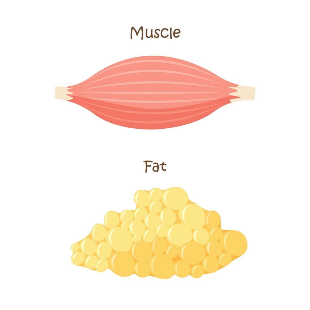 Muscle,And,Fat,Tissue,Icon.,Muscles,Mass,Gain,,Weight,Loss, Muscle and fat
