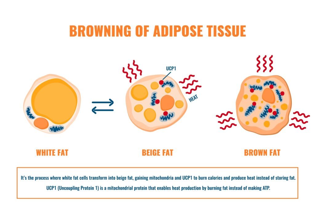 Adipose,Tissue,Browning,Process,Showing,White,,Brown,And,Beige,Fat Composition of fat cells